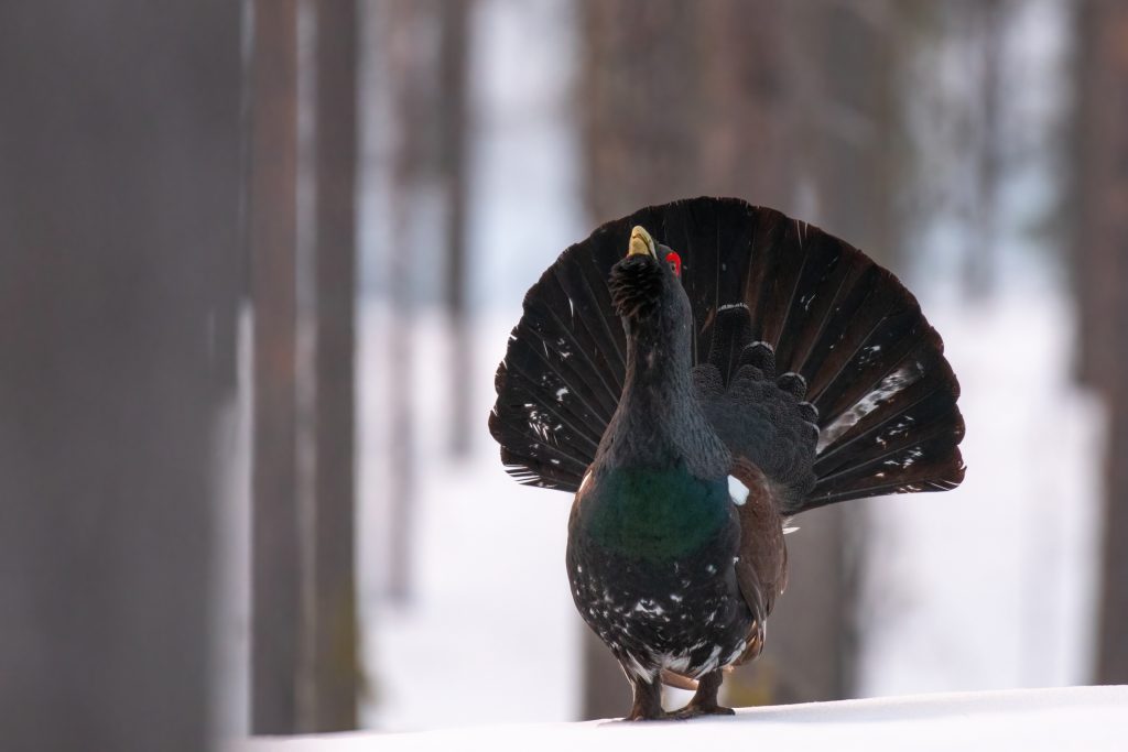1920_capercaillie_160_5.6_3200DSC_4204-Edit20210510
