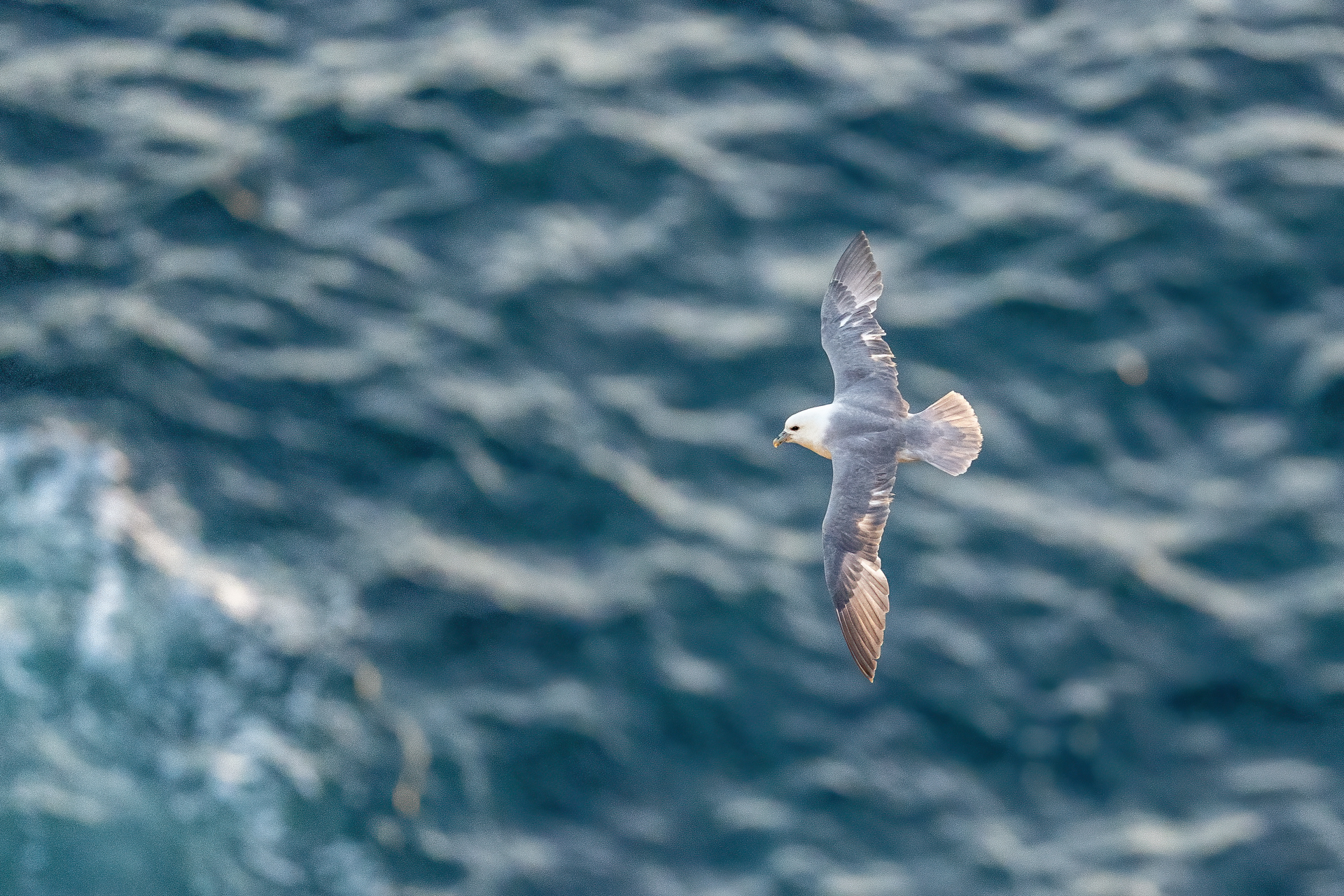 1920_fulmar_DSC07658-Edit20260628