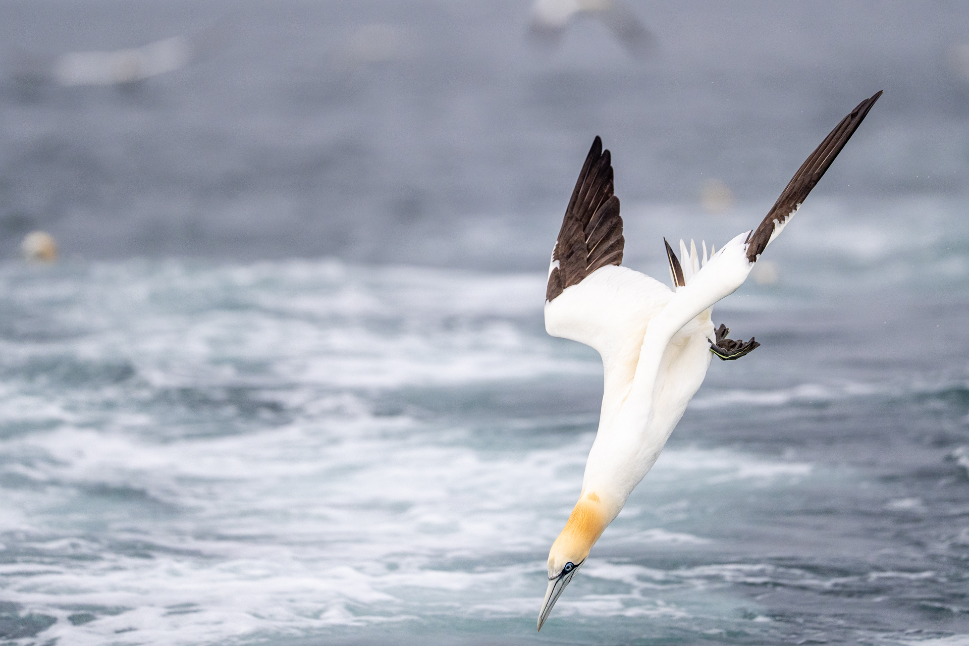 1920_gannet_DSC04228-220260630