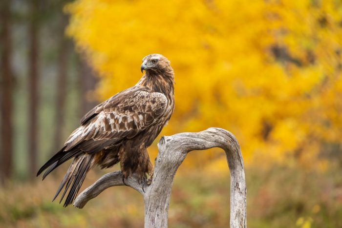 Wildlife of taiga in autumn