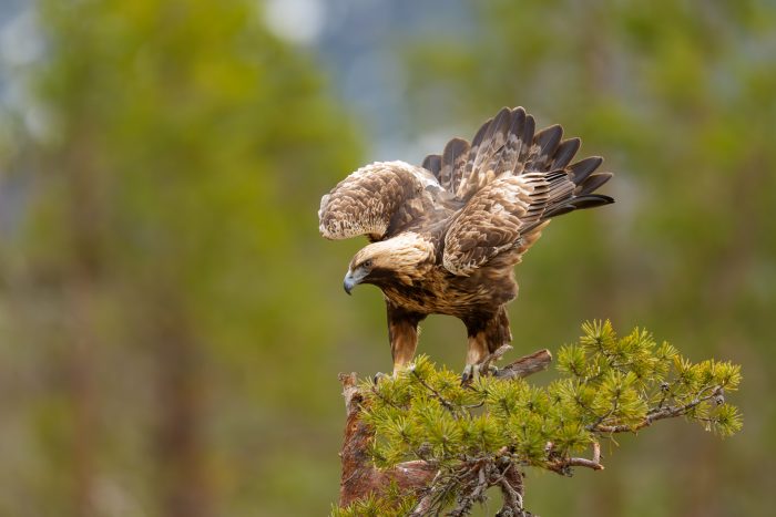 Kotkat ja teeret keväthangilla 2