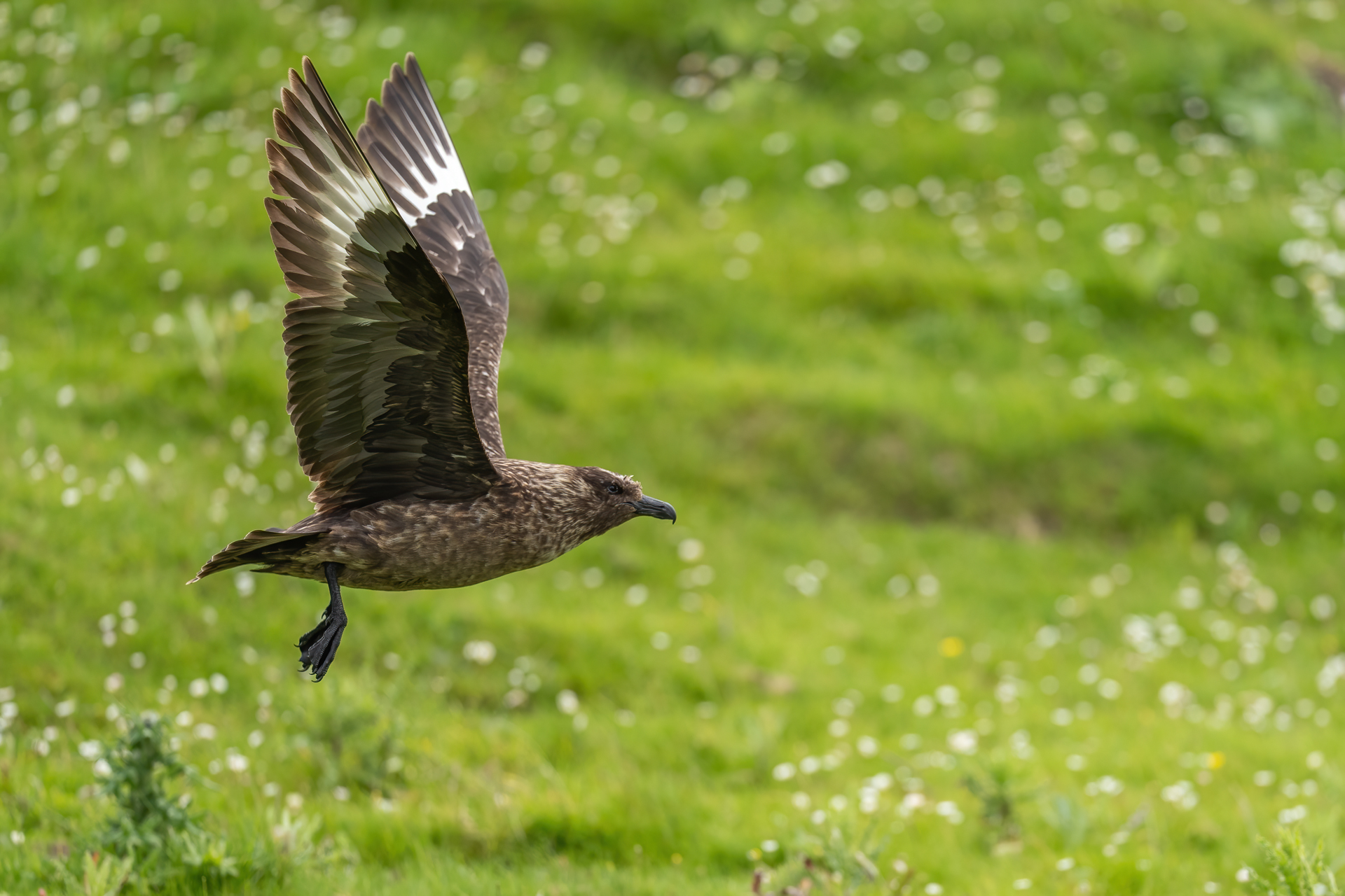 1920_greatskua_DSC03105-Edit20260629