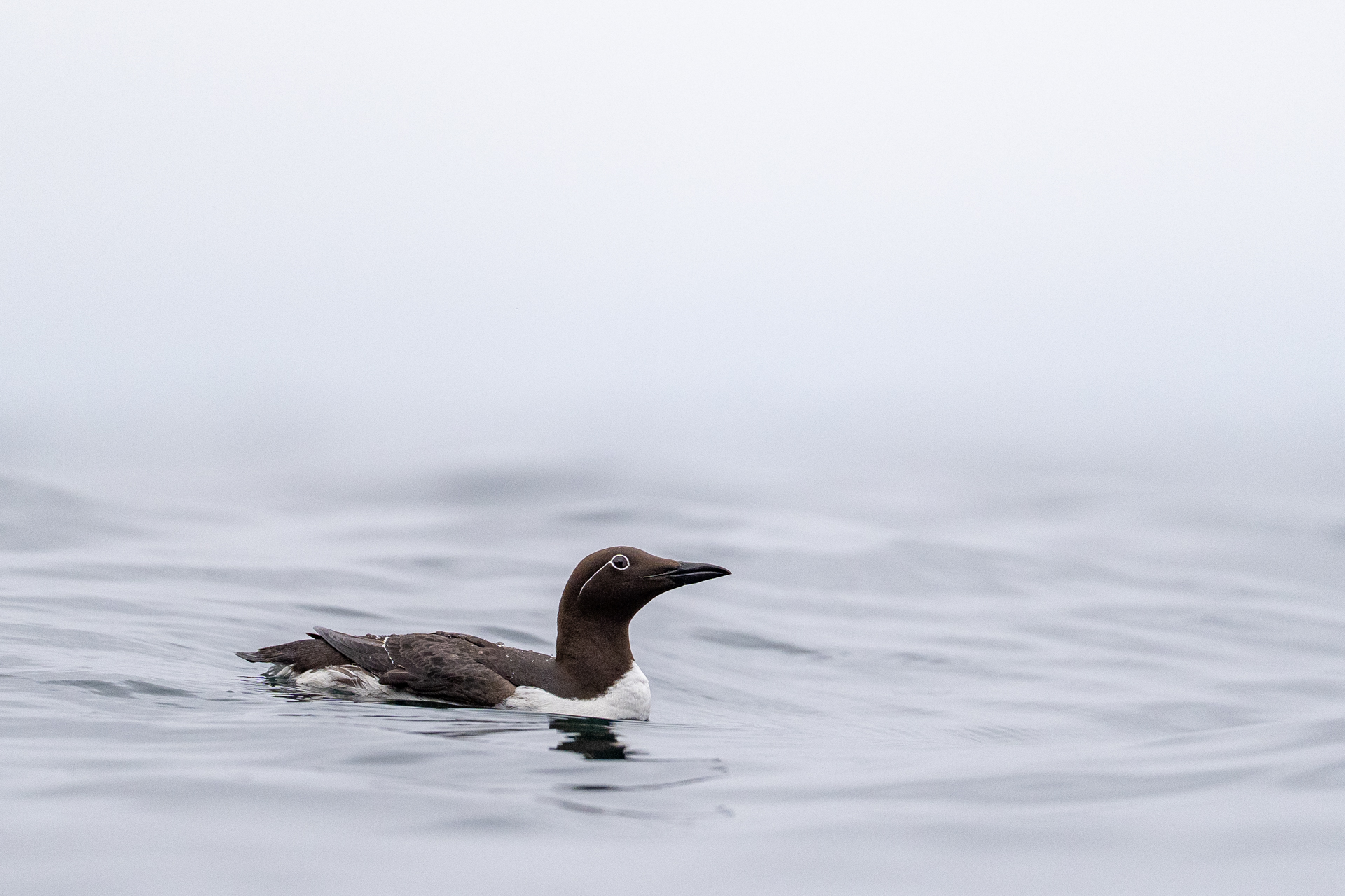 1920_guillemot_DSC02741-220260630