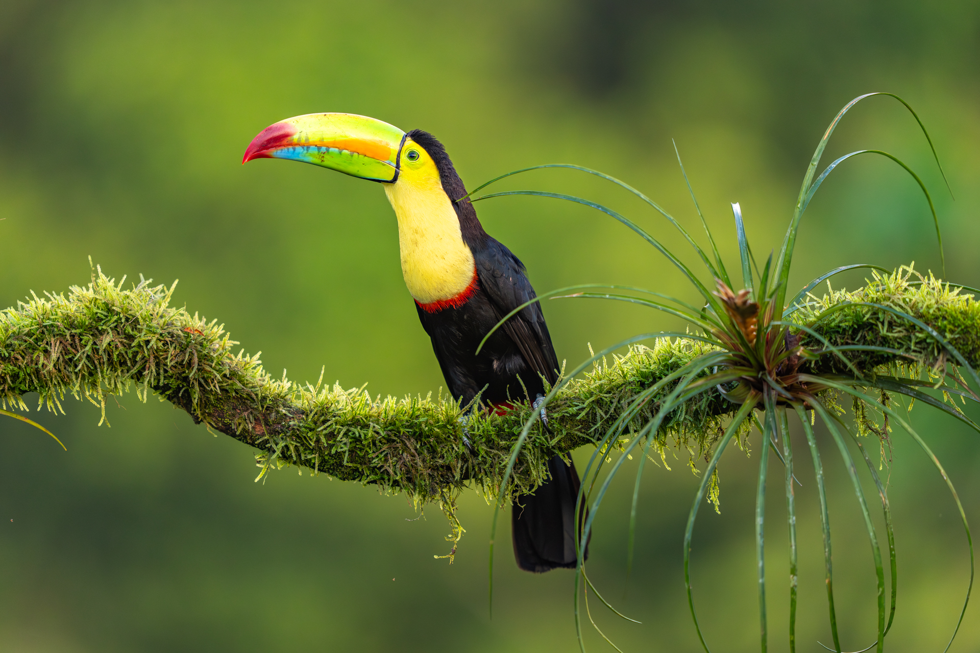 1920_keelbilledtoucan_DSC01257-6-Enhanced-NR20250302