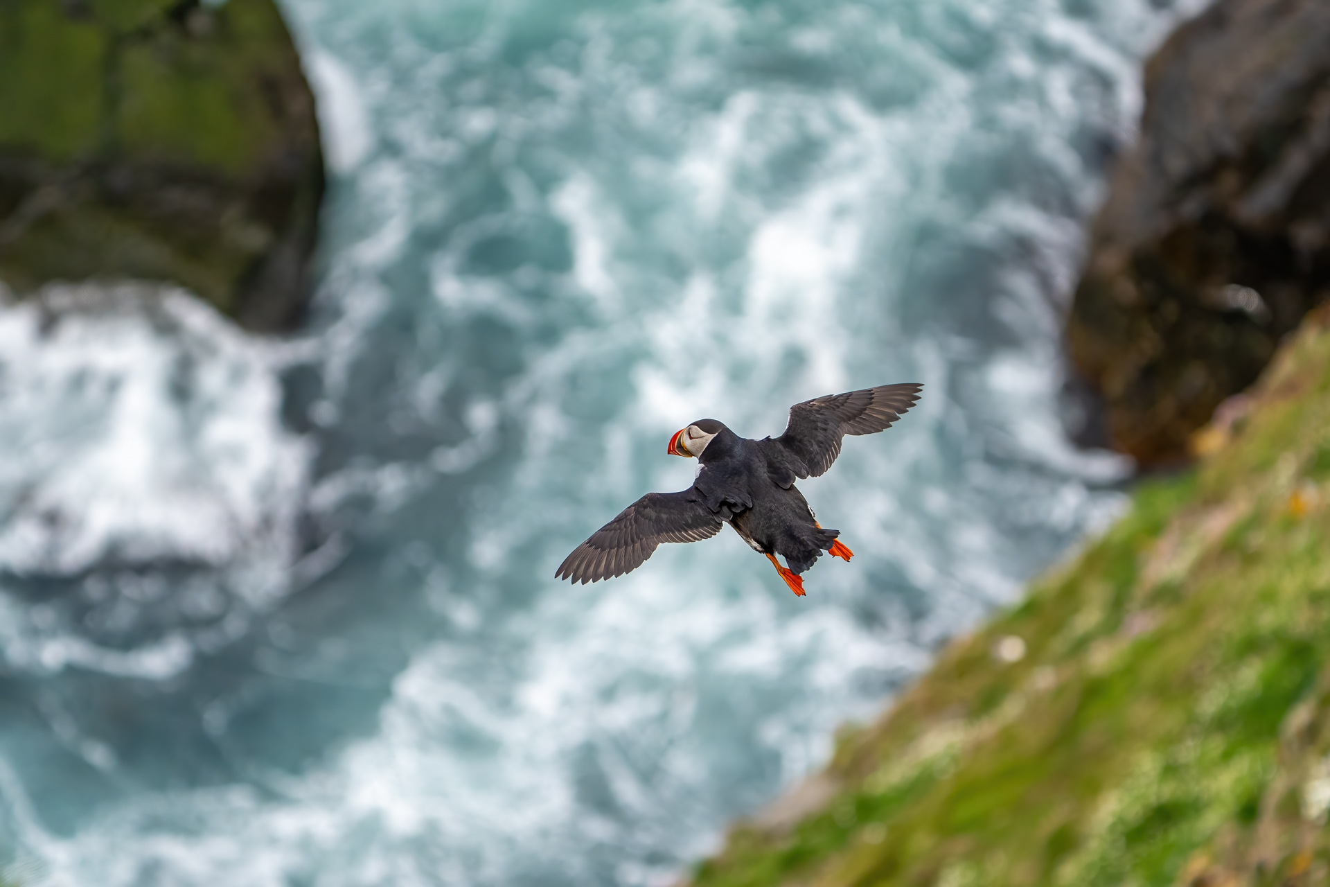 1920_puffinDSC01545-Edit20260629