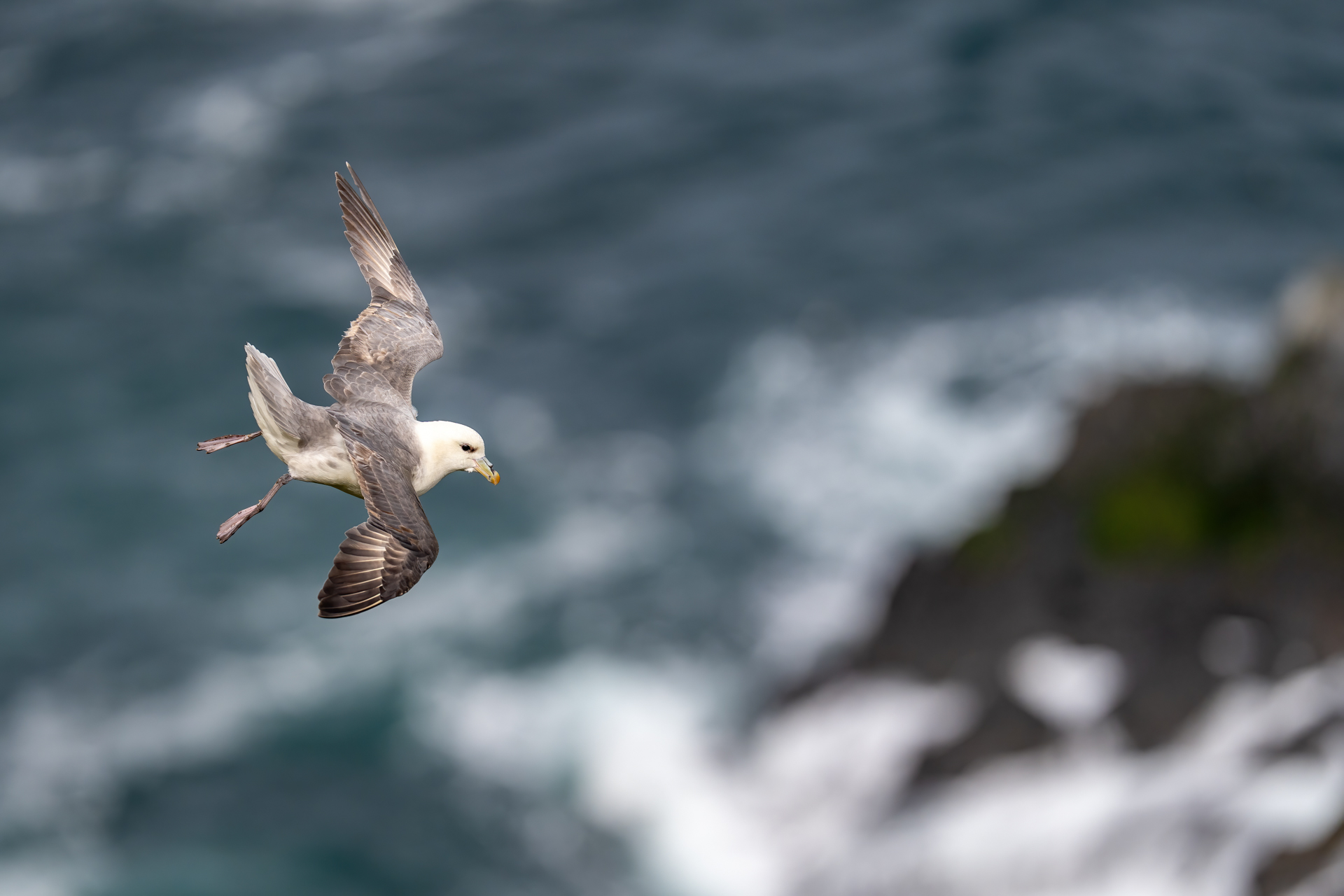 1920_puffin_DSC00130-Edit20260629