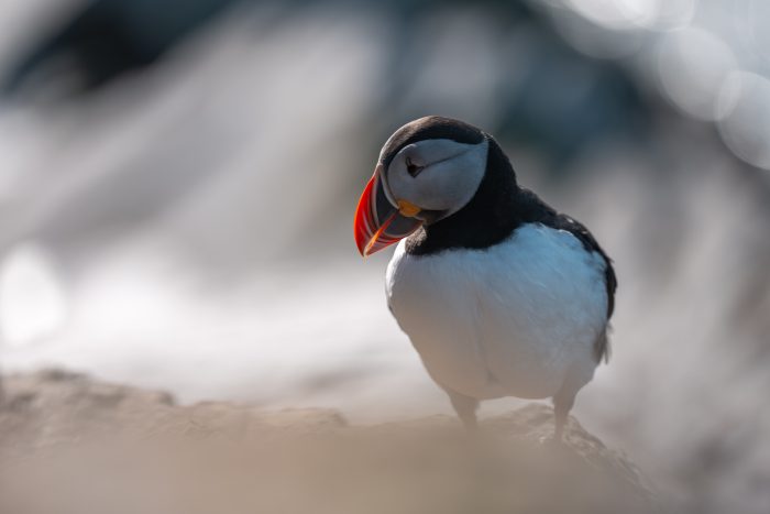 Puffins and Eiders in Arctic Norway