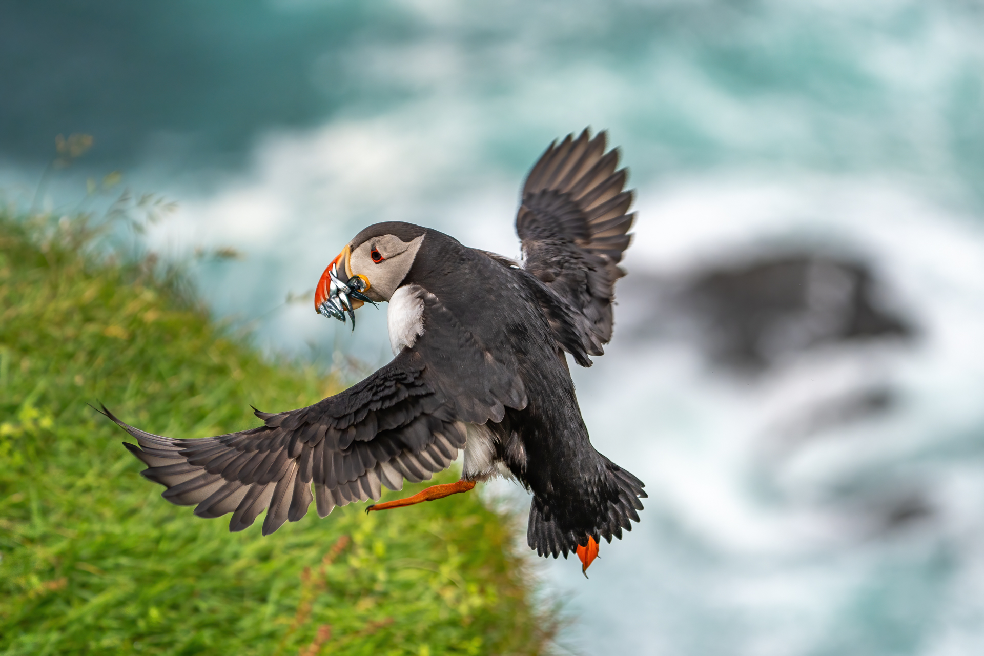 1920_puffin_DSC02406-Edit20260629