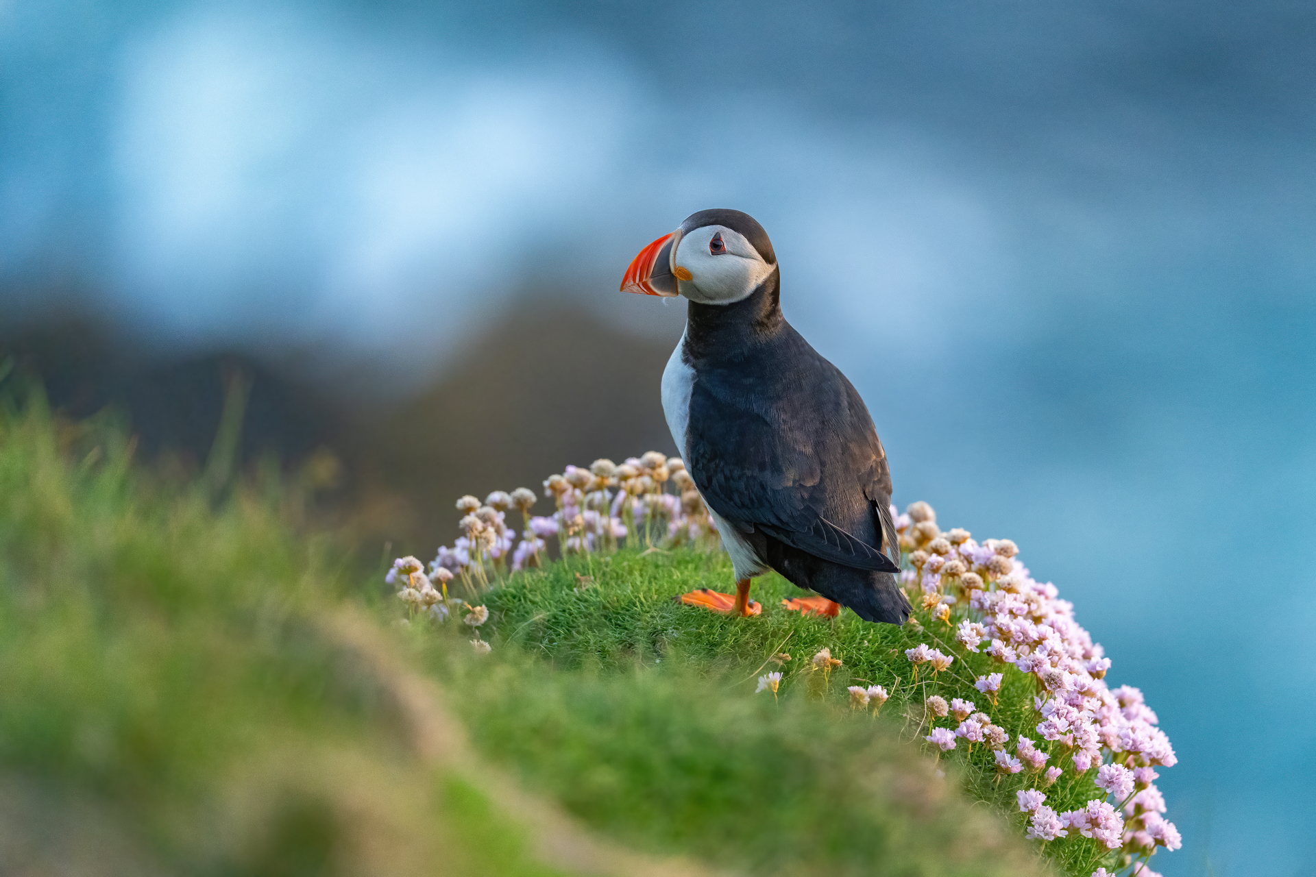 1920_puffin_DSC07673-Edit20260628