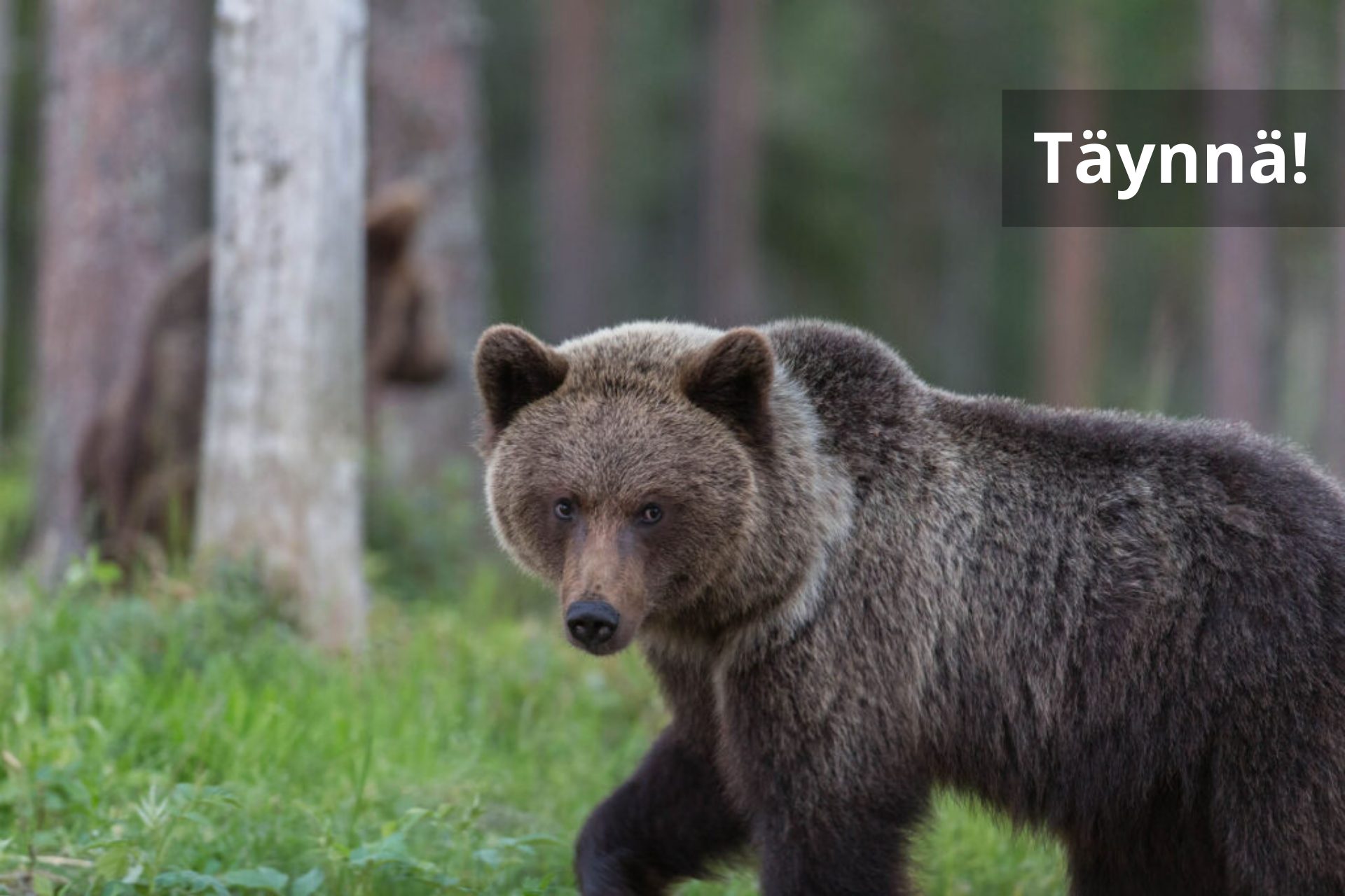 Sääksi- ja karhukurssi