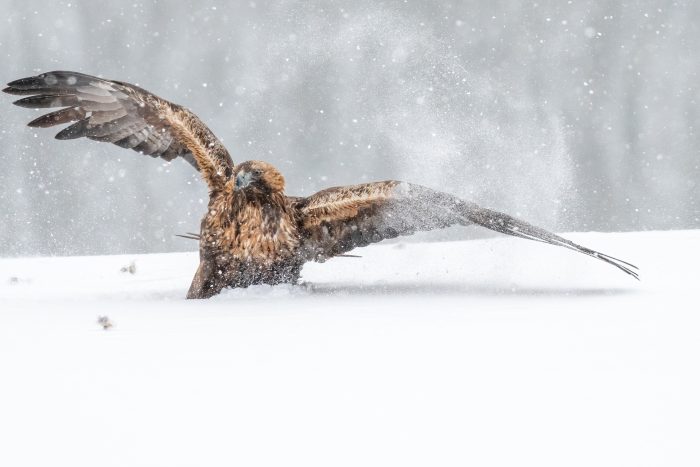 Golden Eagles and winter landscapes