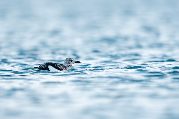Arktiset vesilinnut Båtsfjordissa