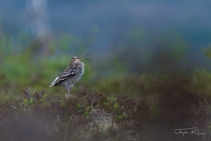 Heinäkurpan soidin Norjassa